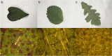 Fig. 9