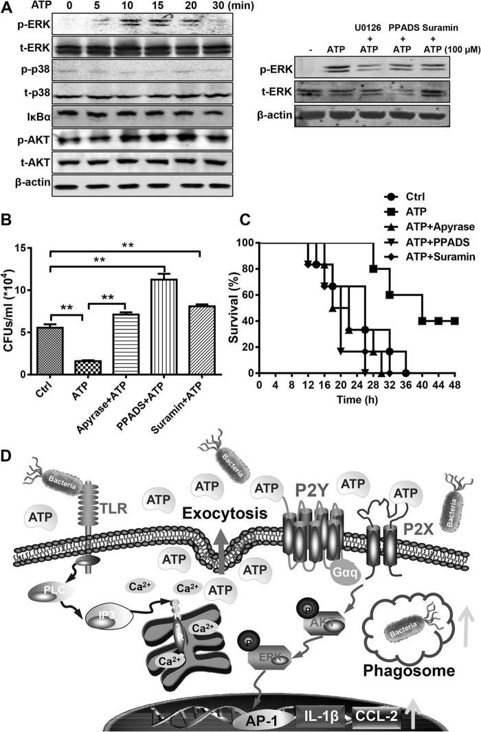 FIG 6