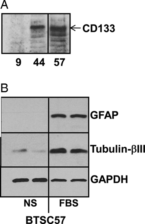 Fig. 1.