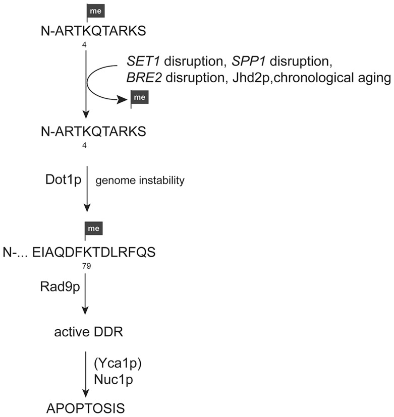 Figure 9