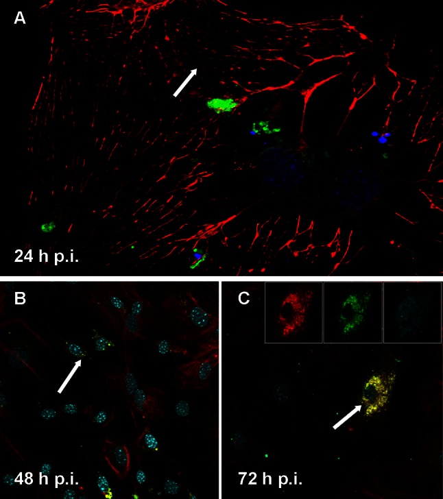 Fig. 4