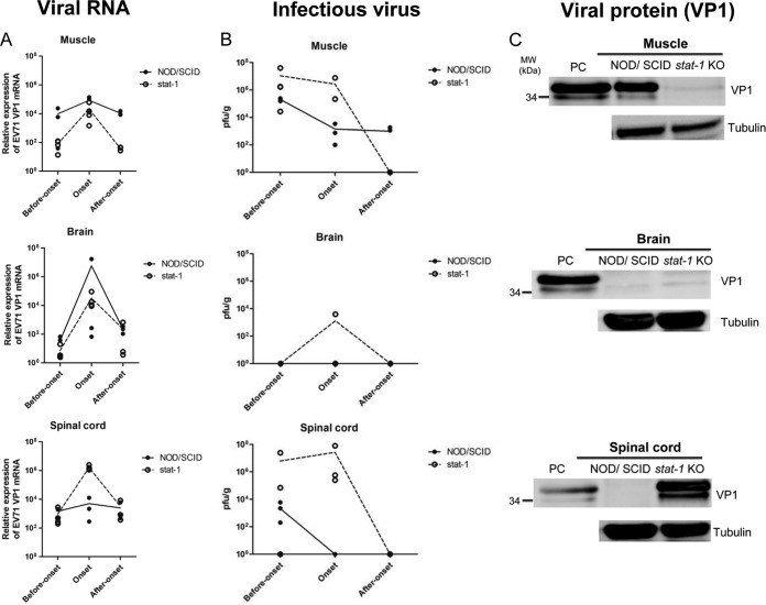 FIG 6