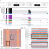 Figure 1.
<b>
Genomic neighborhood and gene model for
<i>Pdk1 </i>
in
<i>Drosophila grimshawi</i>
</b>
