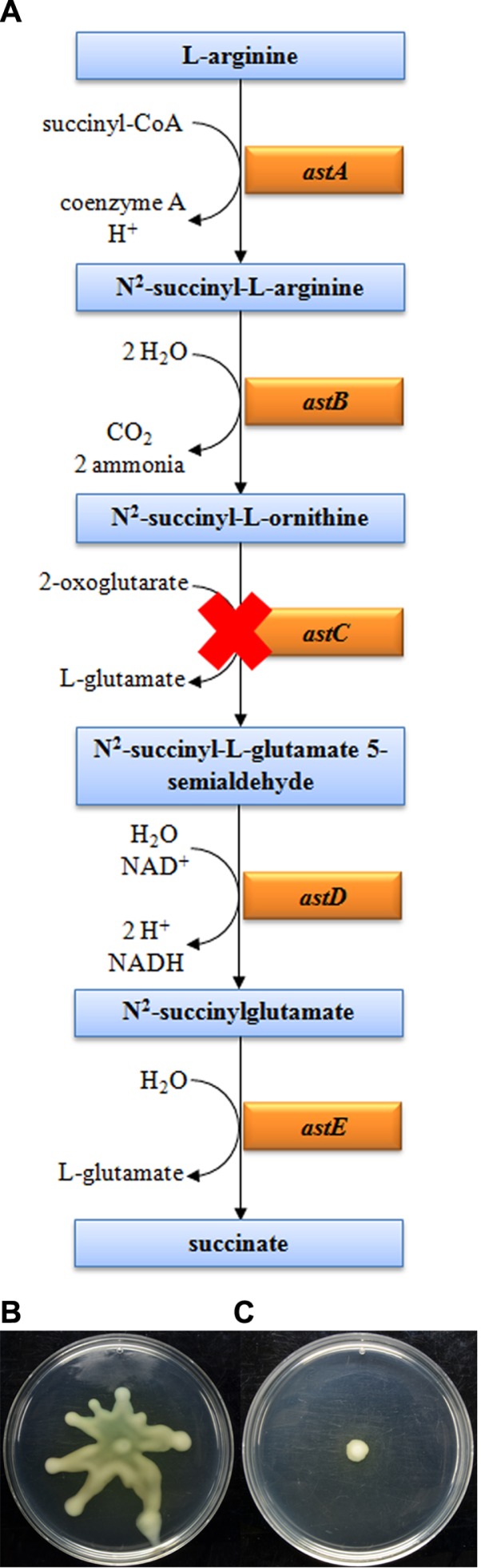 Fig. 5.