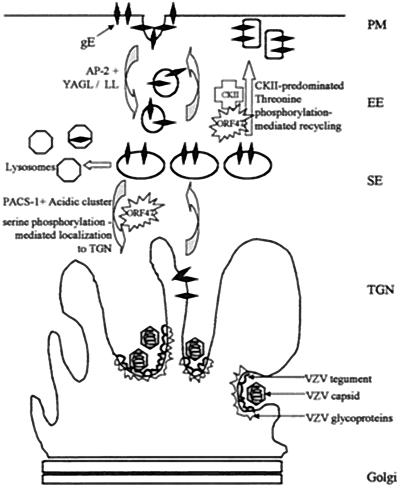 FIG. 10.