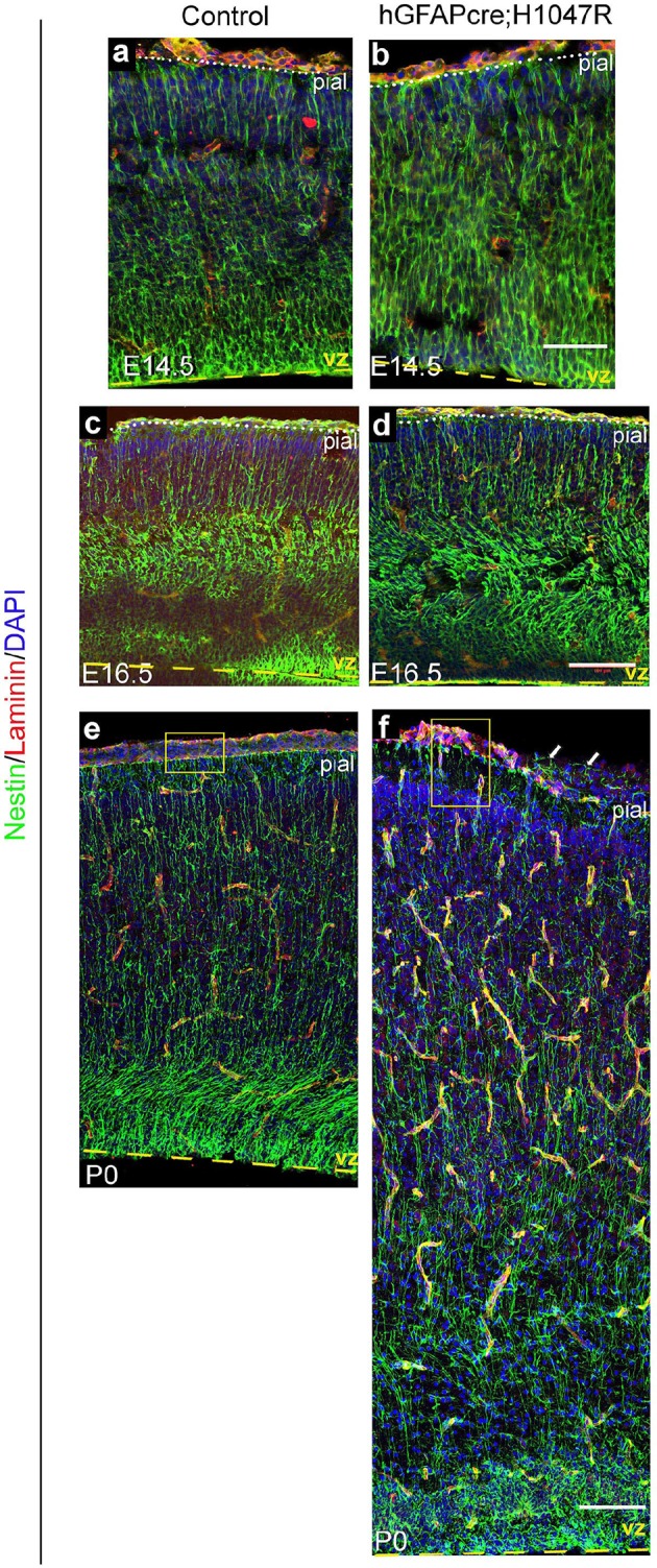 Figure 4—figure supplement 1.