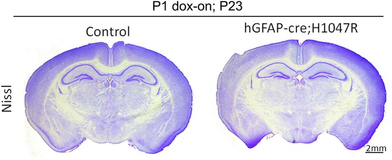 Figure 1—figure supplement 3.