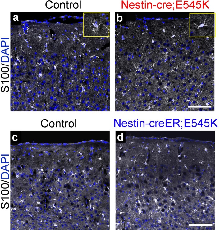 Figure 5—figure supplement 3.