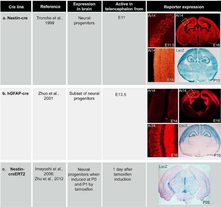 Figure 1—figure supplement 2.