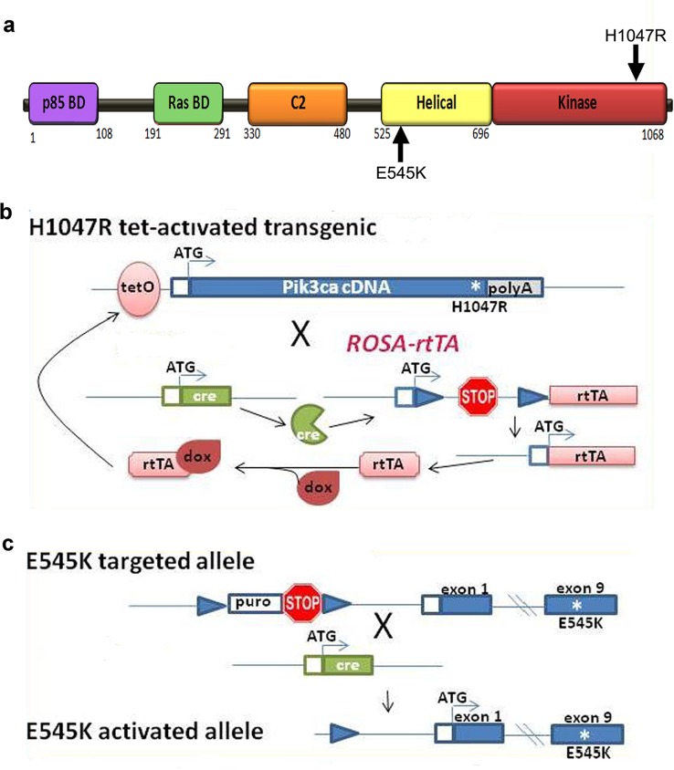 Figure 1—figure supplement 1.