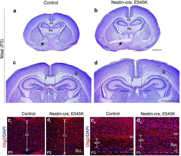 Figure 5—figure supplement 2.