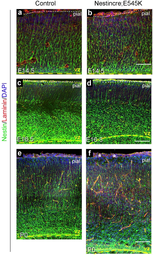 Figure 5—figure supplement 1.