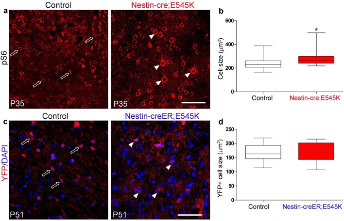 Figure 3—figure supplement 2.