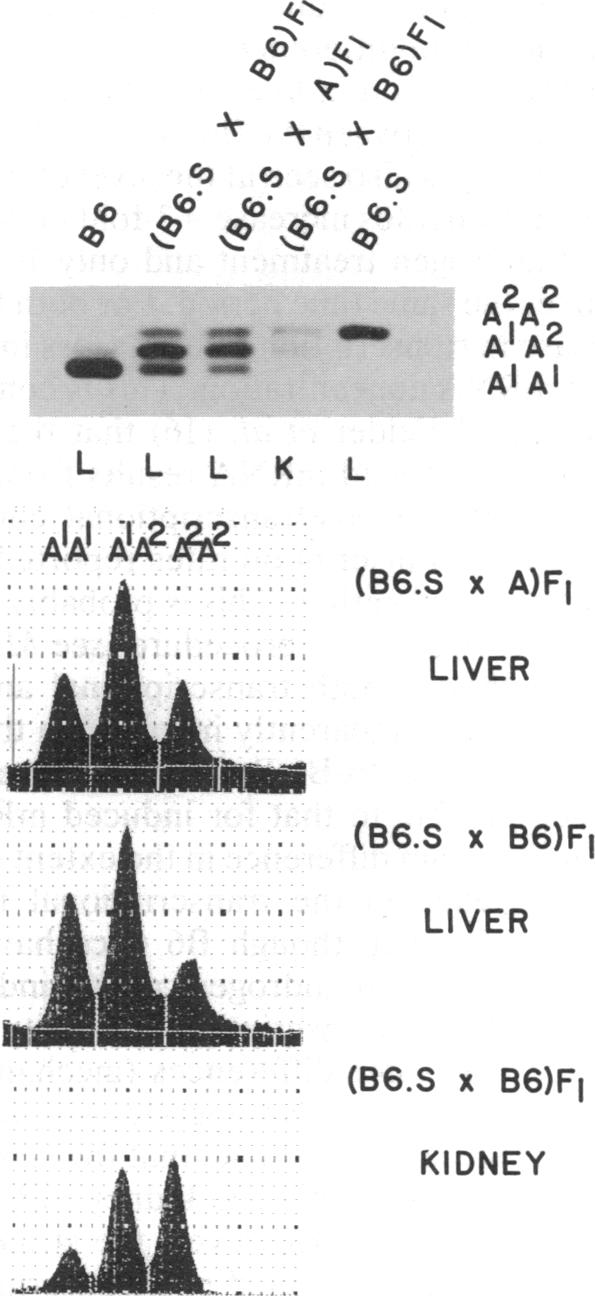 graphic file with name pnas00282-0244-a.jpg