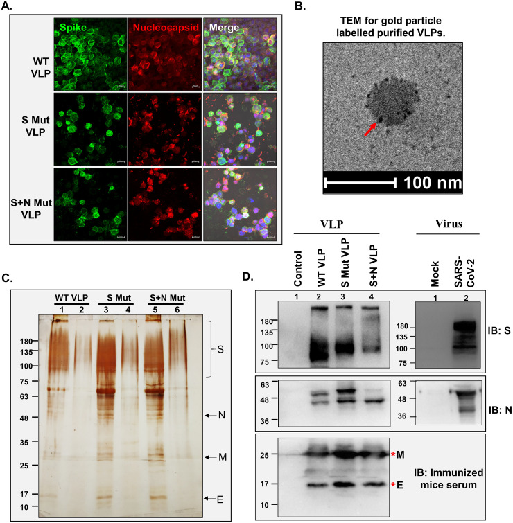 FIG 2