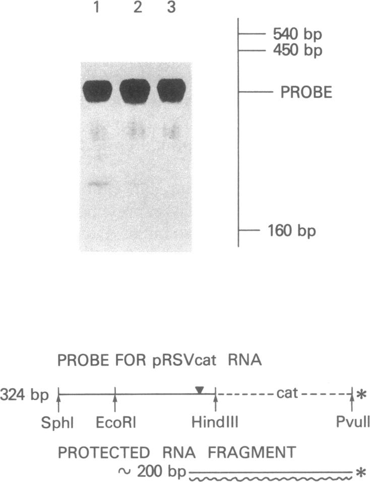 graphic file with name pnas00461-0050-b.jpg