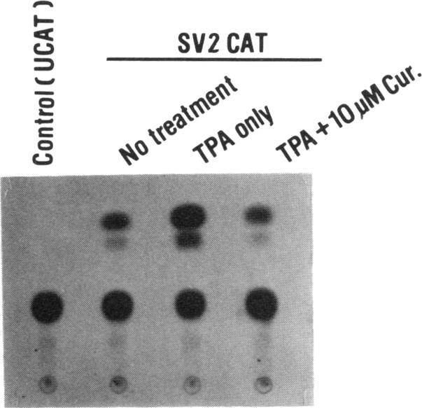 graphic file with name pnas01062-0238-a.jpg