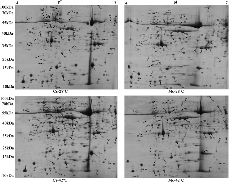 Fig. 3