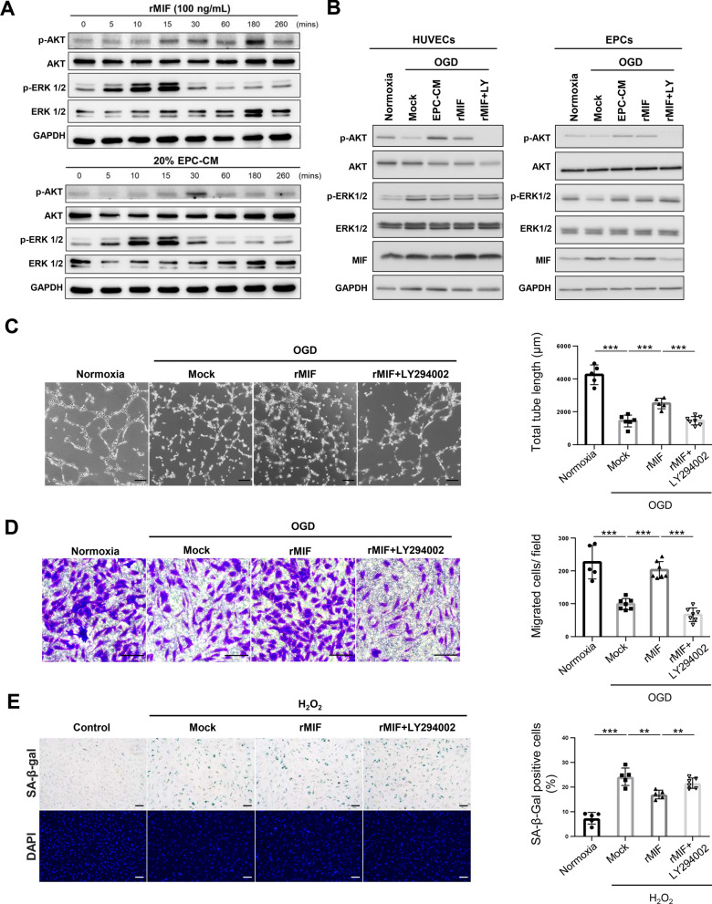 Fig. 6