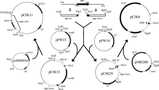 FIG. 1.