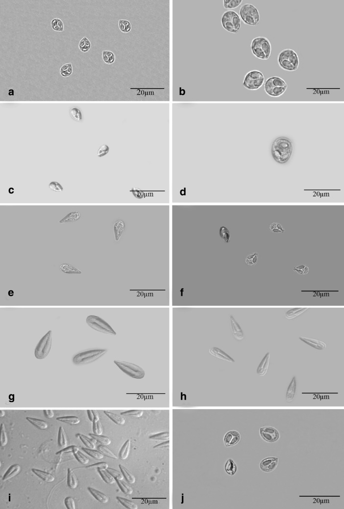 Fig. 3