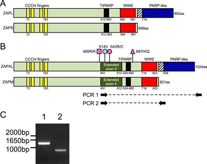 FIG 1