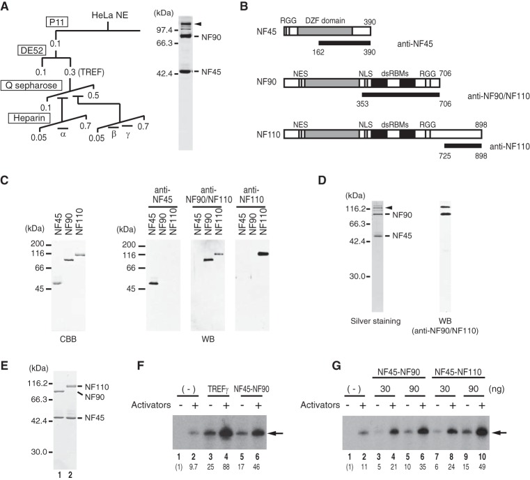 FIGURE 1.