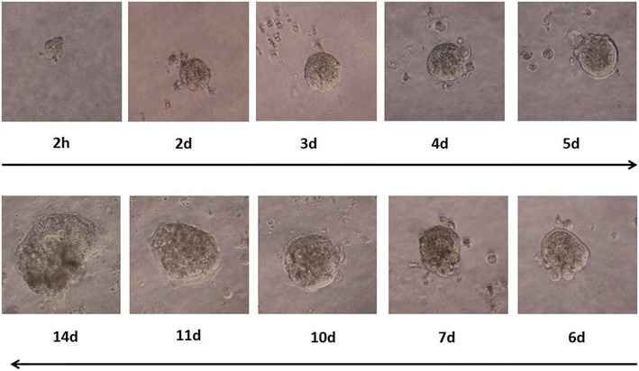 Fig. 5