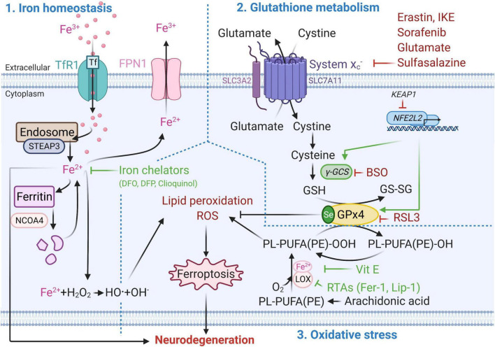 FIGURE 1