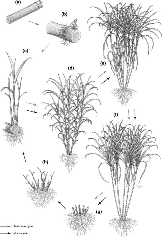 Fig. 7