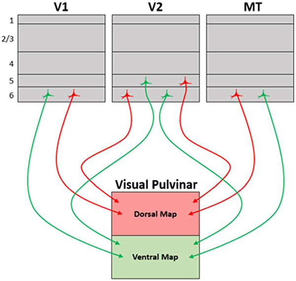 graphic file with name nihms-1502908-f0001.jpg