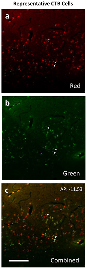 Figure 4: