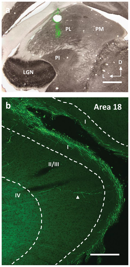 Figure 10: