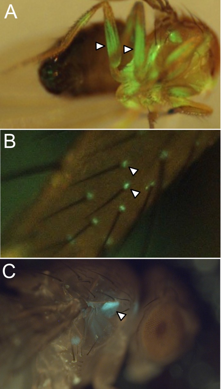 Figure 2—figure supplement 7.