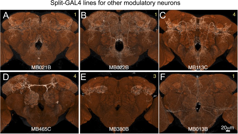 Figure 2—figure supplement 6.