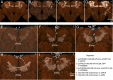 Figure 2—figure supplement 1.