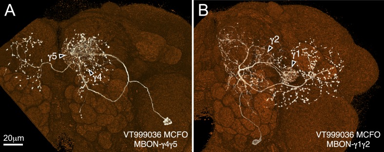 Figure 5—figure supplement 1.