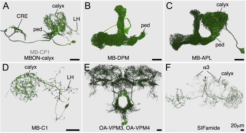 Figure 3—figure supplement 1.