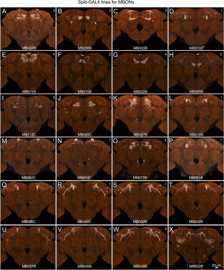 Figure 2—figure supplement 5.