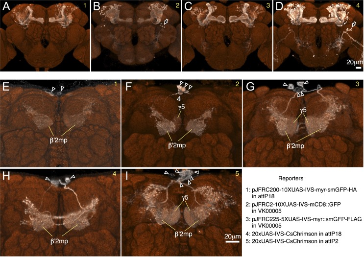 Figure 2—figure supplement 1.