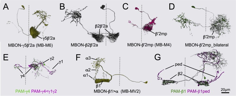 Figure 14—figure supplement 1.