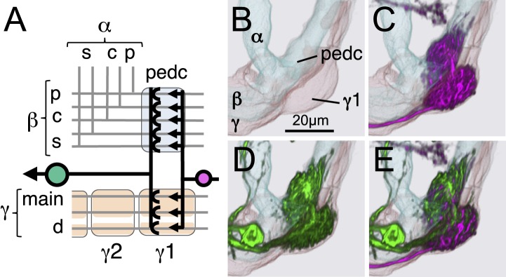 Figure 15—figure supplement 1.