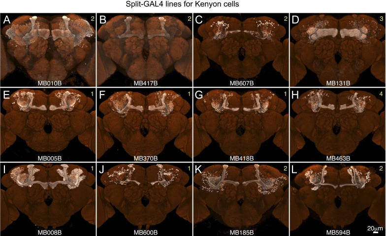 Figure 2—figure supplement 2.