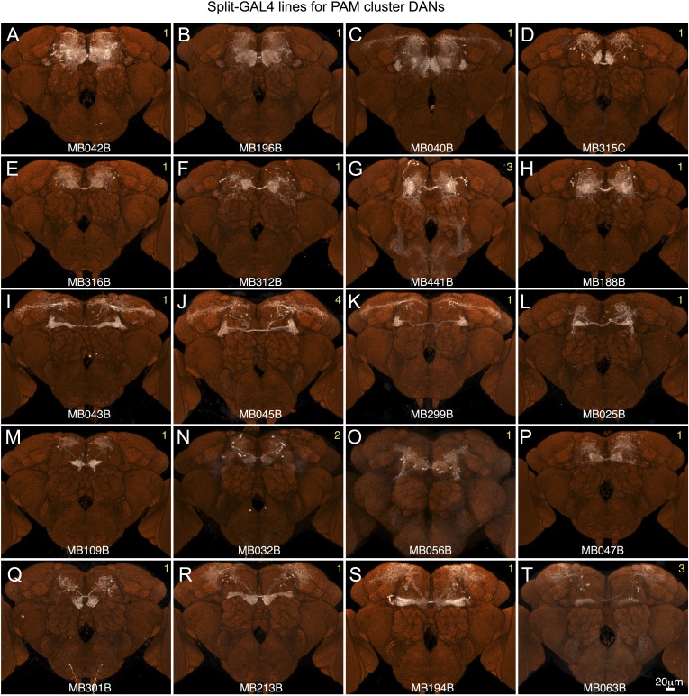 Figure 2—figure supplement 4.