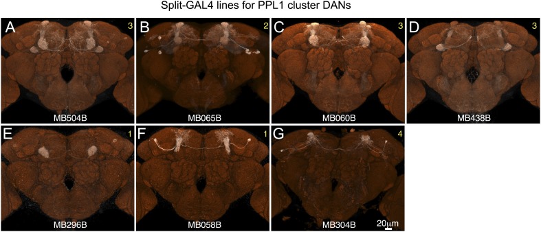 Figure 2—figure supplement 3.