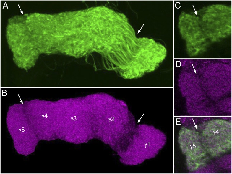 Figure 10—figure supplement 1.