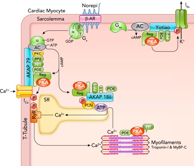 FIGURE 1.