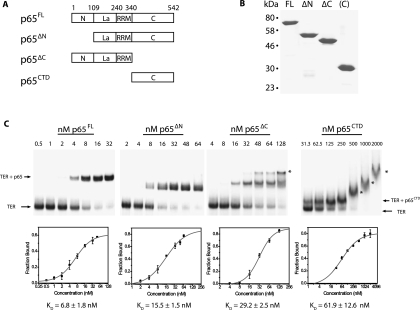 FIGURE 1.