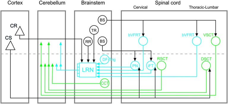Direct and indirect spino-cerebellar pathways: shared ideas but ...