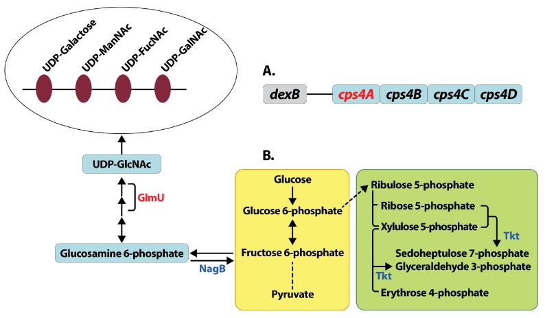 Figure 4